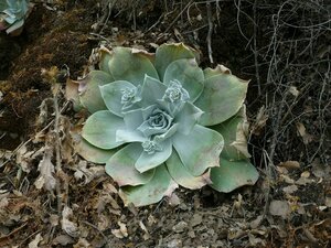 Dudleya pulverulenta Plant